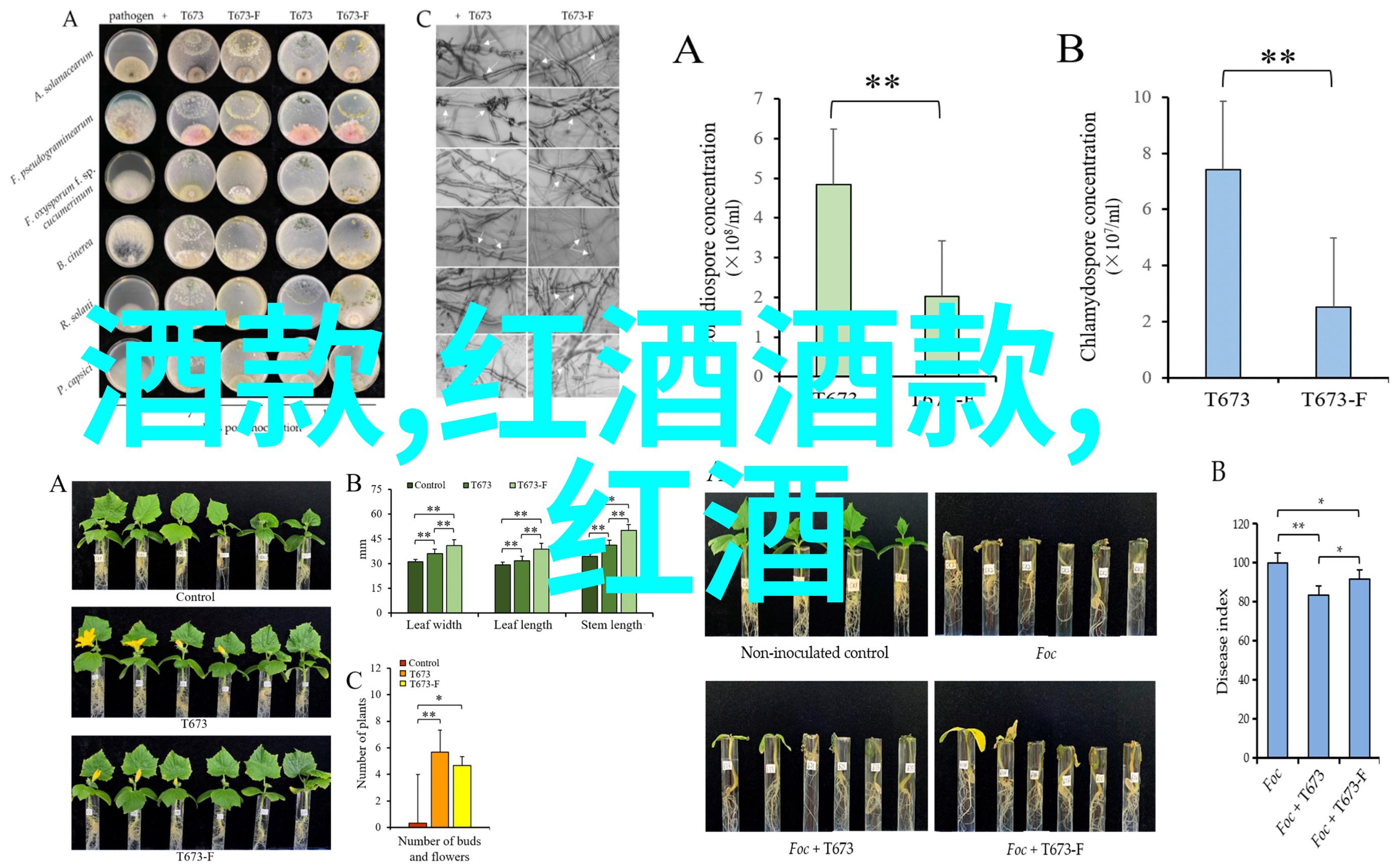 葡萄酒的醉心历程从种植到酿造的感悟