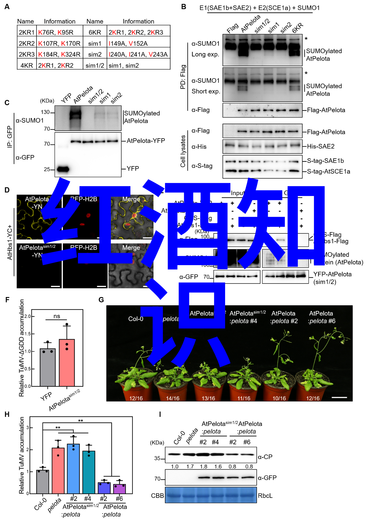 猫咪美图集锦精选高分辨率的猫咪图片