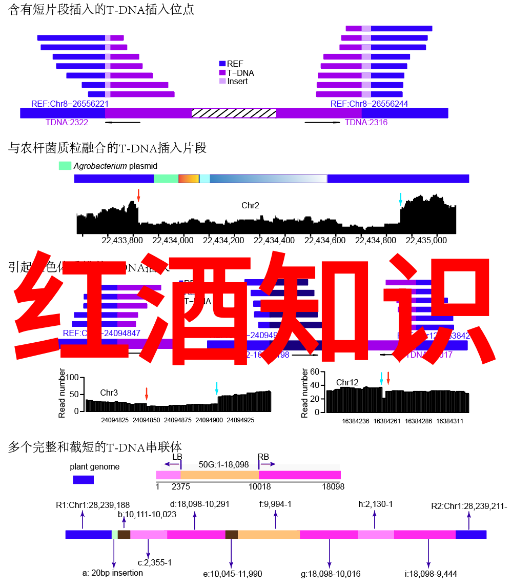 猫咪的世界揭秘10种最受欢迎的猫品种