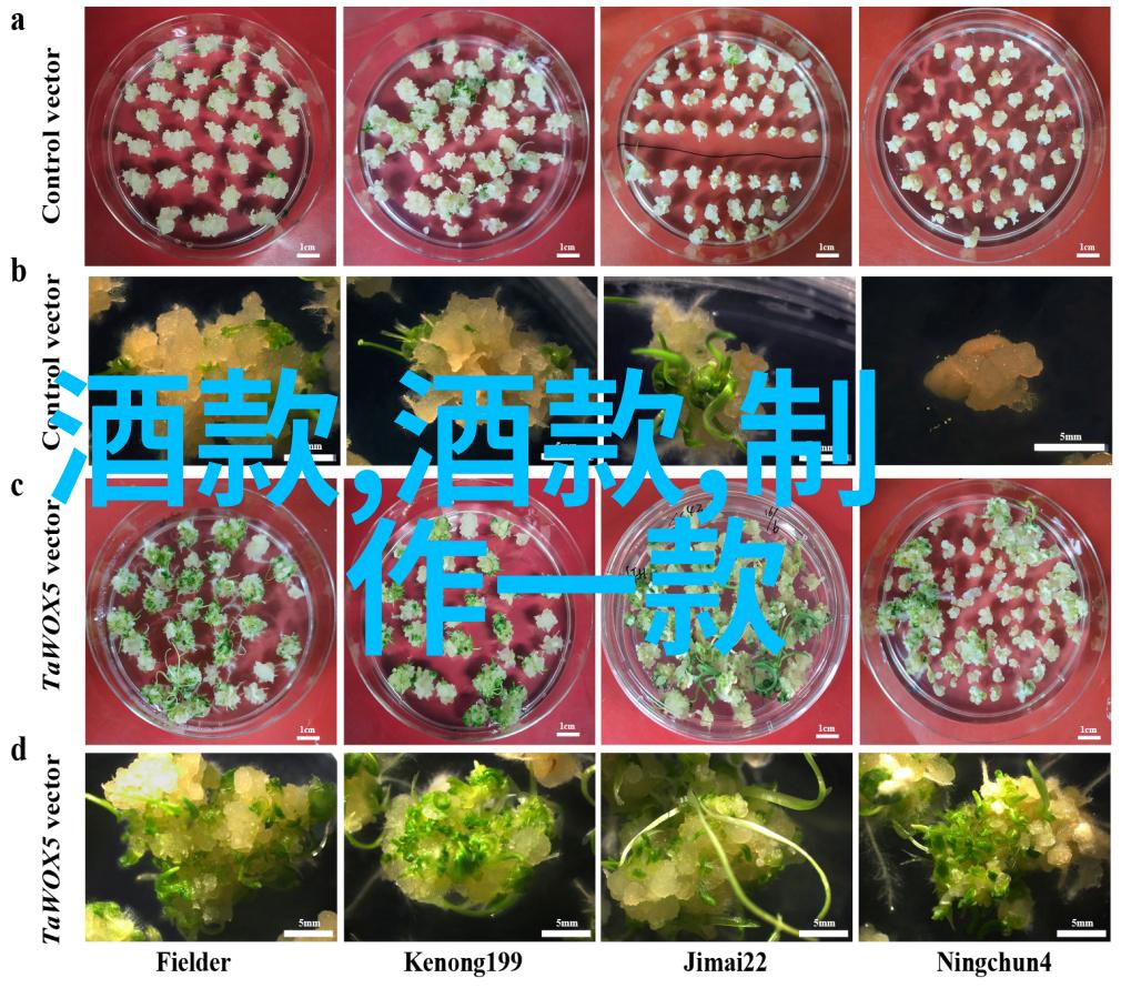 勃艮第白葡萄酒上海周边休闲游的完美伴侣让家常菜在它的调和下绽放光彩