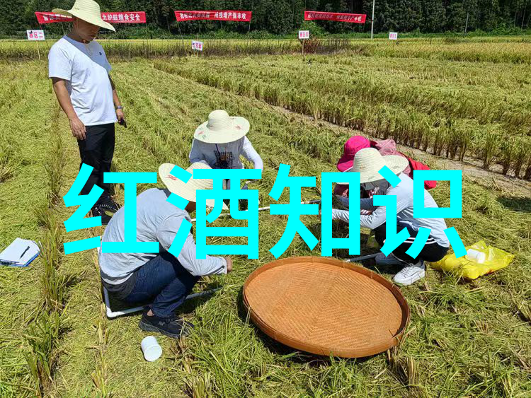 不同菜肴搭配的红酒推荐指南