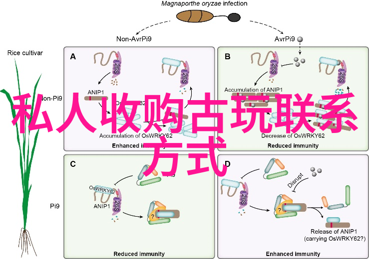 在成都二日游攻略中如何搭配火鸡和葡萄酒