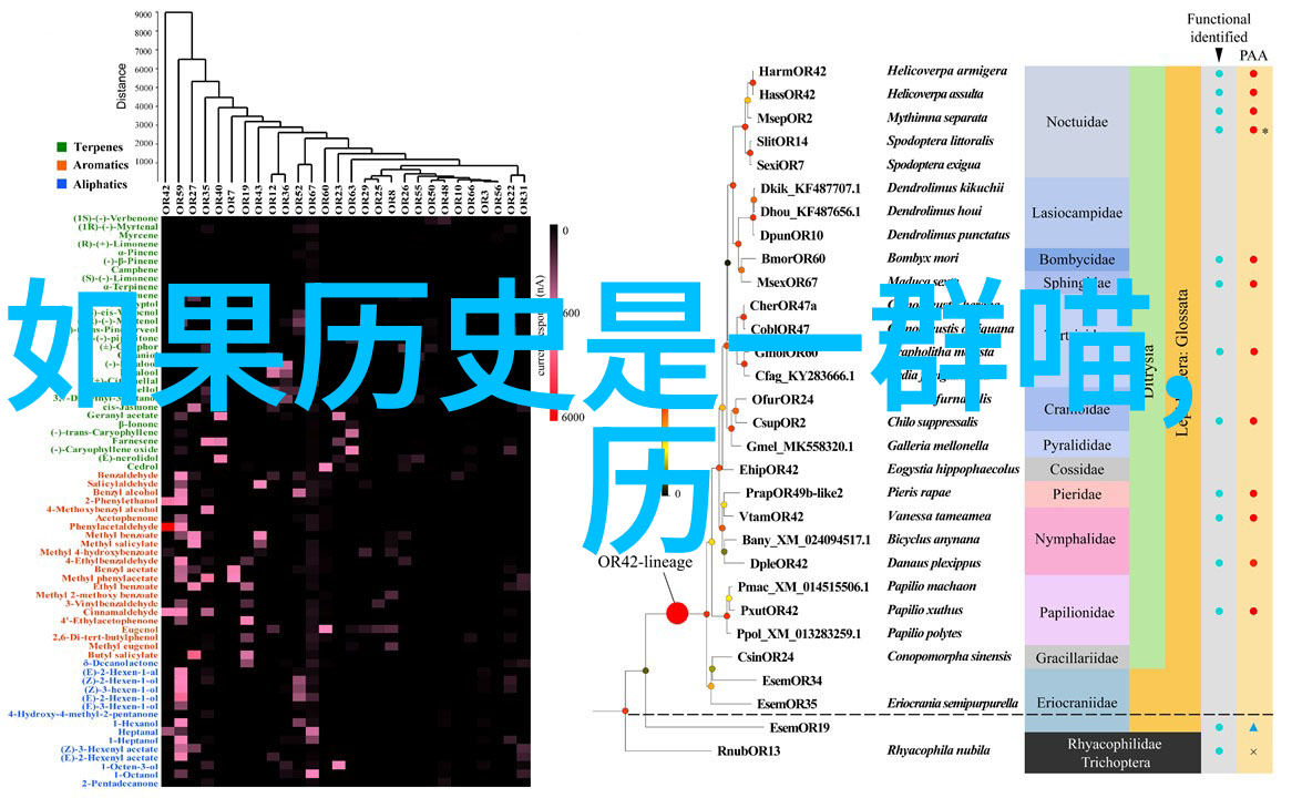 玫瑰花品种大探秘从古典到现代的绚烂盛宴