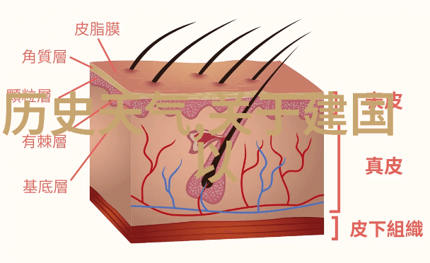 揭秘猫咪的神秘面纱如何准确识别那些迷人的品种特征