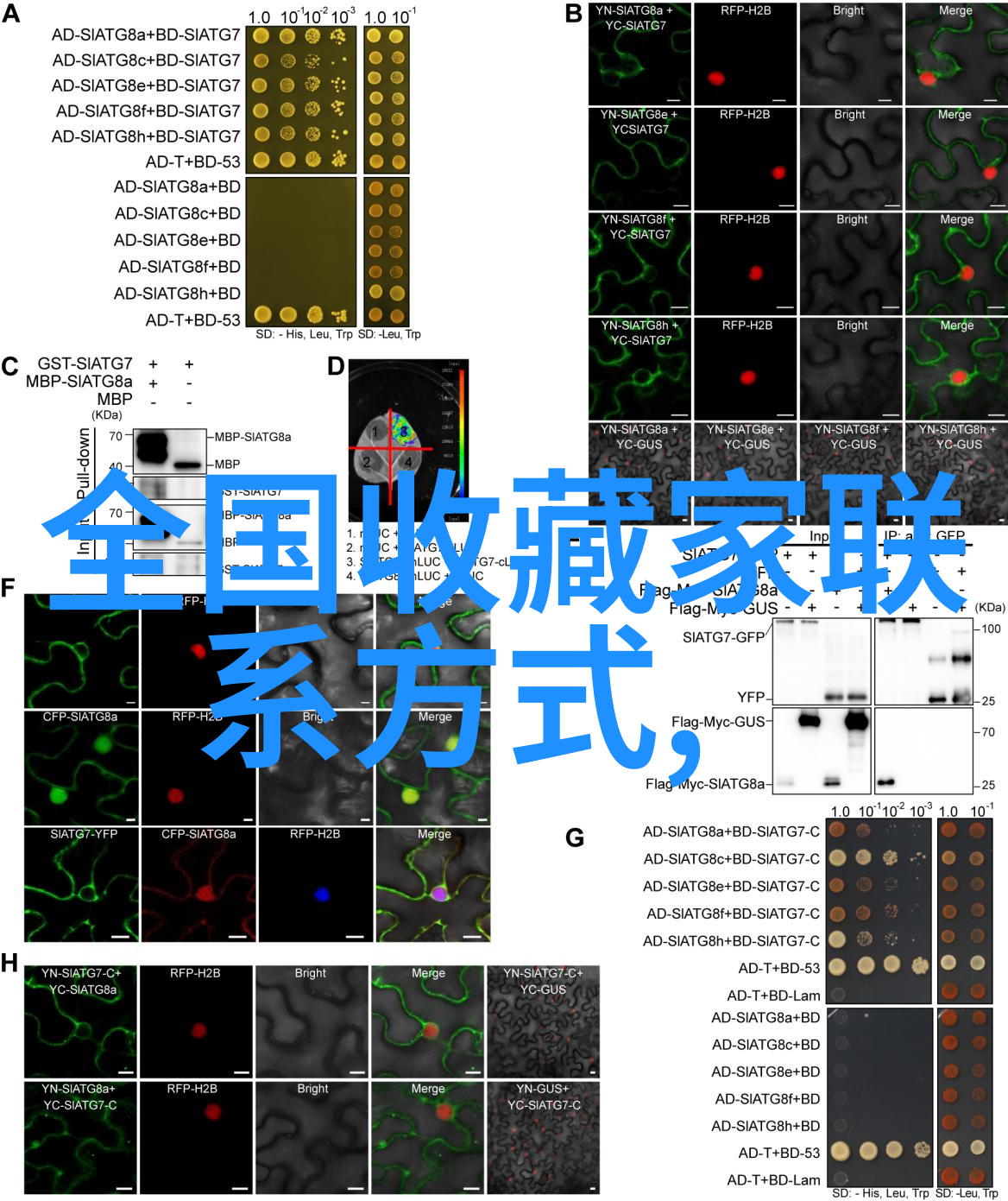 华夏文物收藏鉴定协会探秘中央海岸ONX葡萄酒的前100名佳酿体验自然之美与品味之精