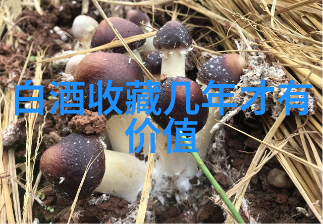 巴勒斯坦历史文化深度探究古代文明遗产与现代复兴战略