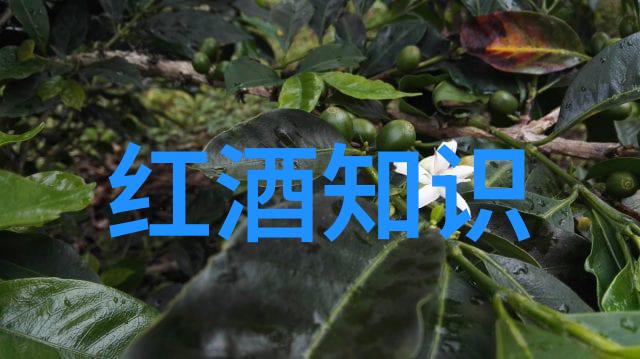 葡萄酒文化-探秘世界顶级红酒产区品味香醇的传奇