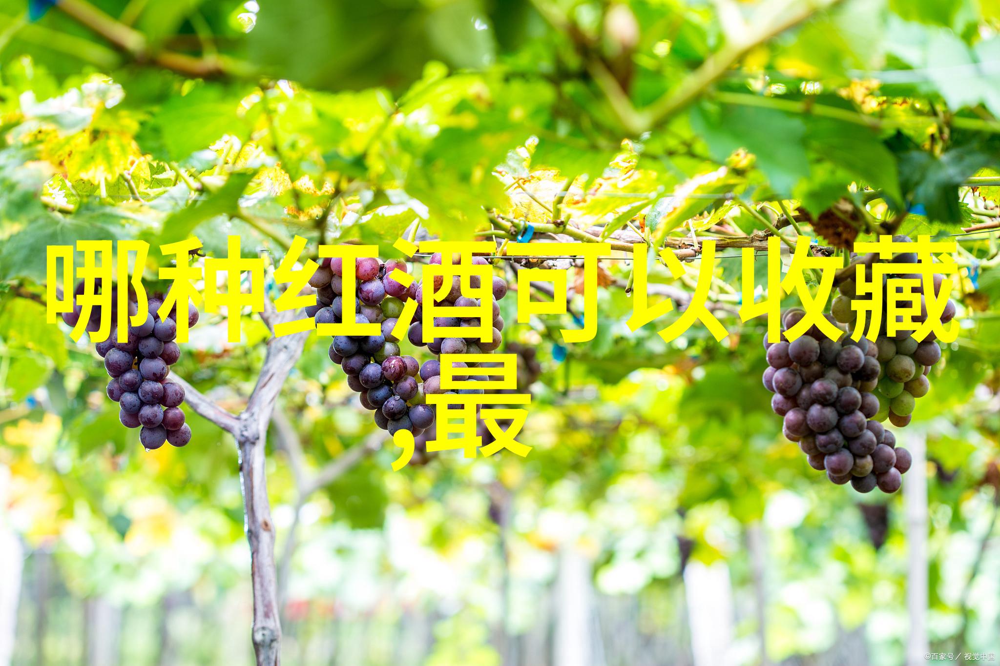 猫的种类介绍及图片带你穿梭WineaPAWlooza 2022筹款模式空前壮观宛如世界之巅