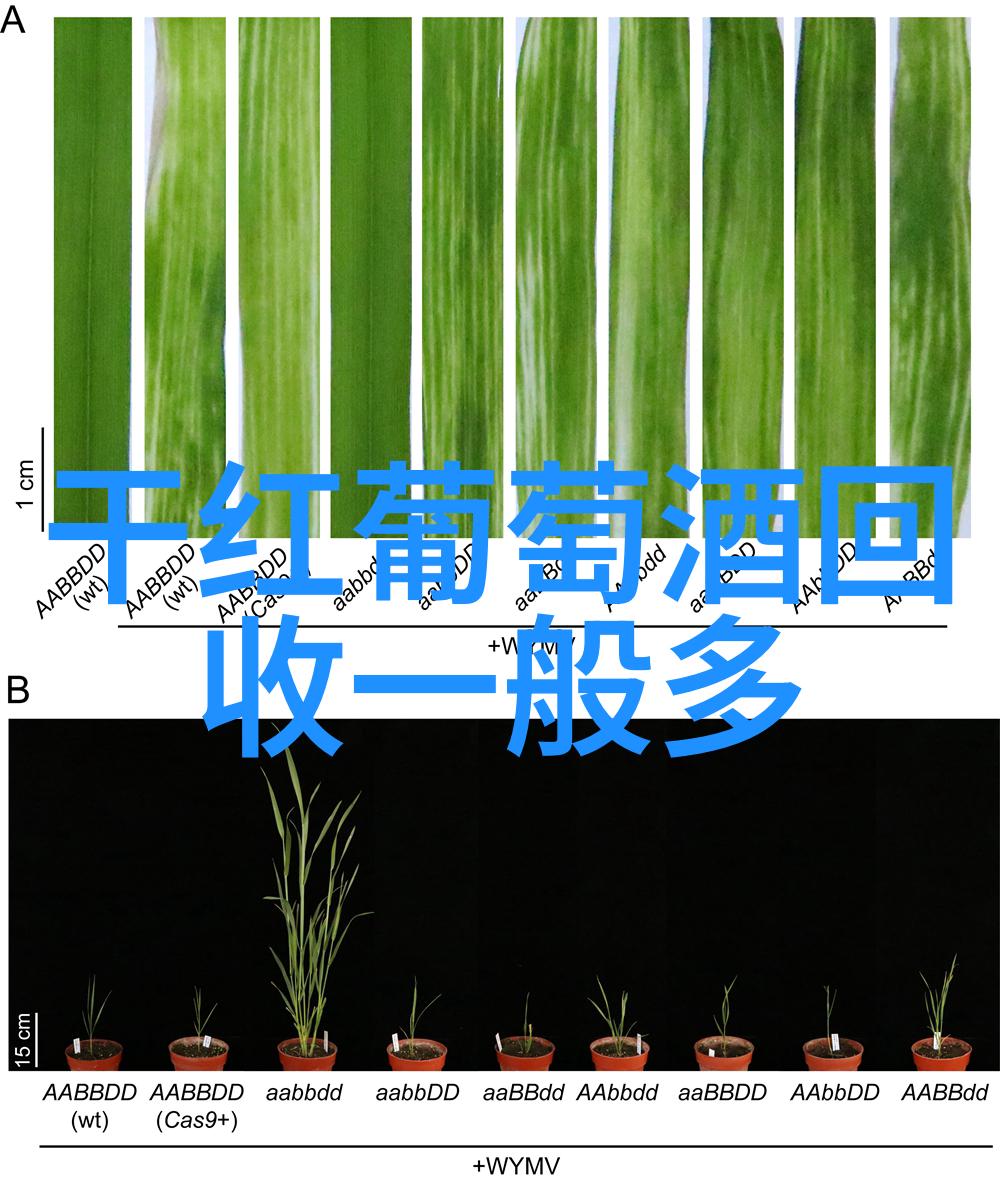 勃艮第之恋沃尔玛新收藏庄园双星