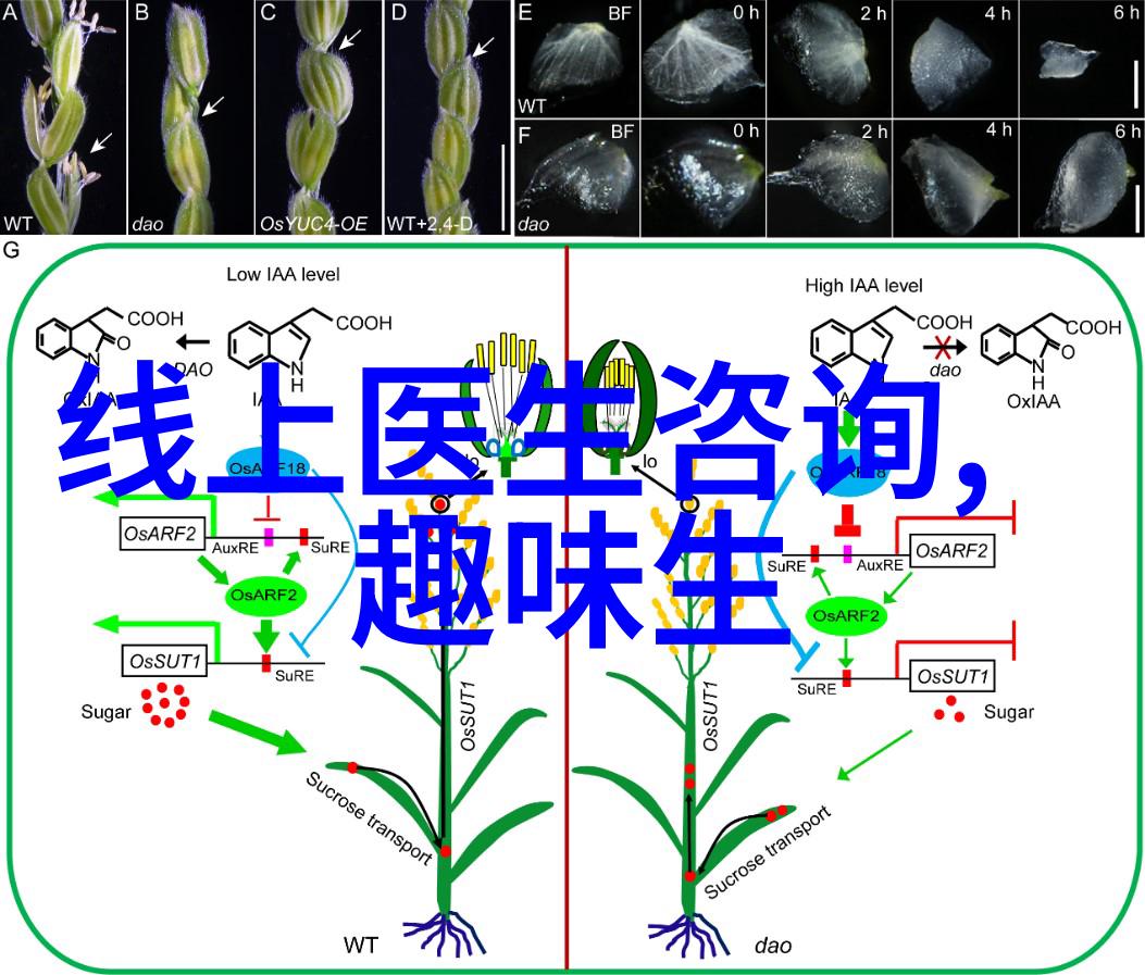 让土地更加肥沃了解那些提升土壤营养效率的先进玉米技术和品種