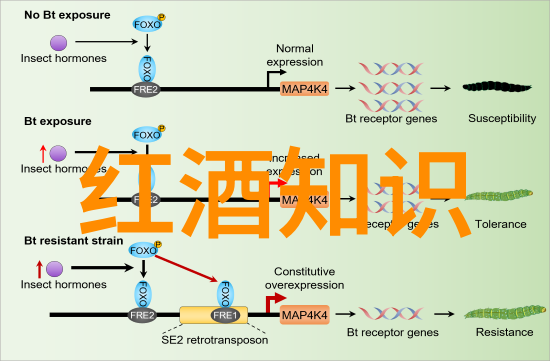 红酒与人生锚点之抓中国游戏文化出海的葡萄美酒般深远感悟