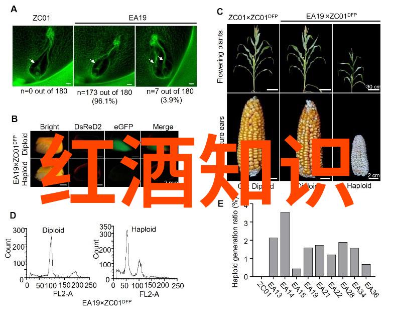 让我们一起去寻找那些隐藏在世间的珍稀和罕见的玫瑰变体