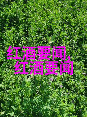 奇谲往事-明朝历史的阴影与光辉