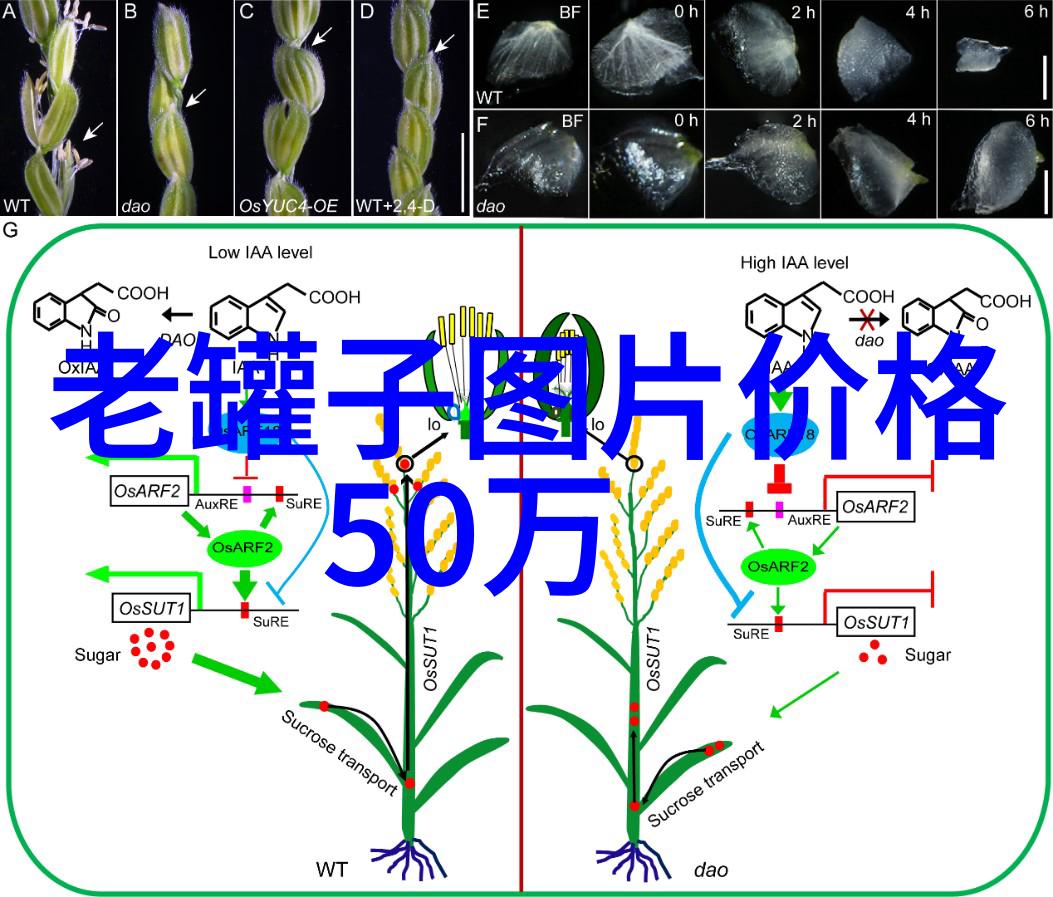 鹅绒锁全文免费阅读笔趣阁揭秘禁欲男神与强势女主的爱恨交织故事