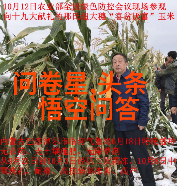 黑龙江小麦之乡探秘东北大地的金黄果实产地