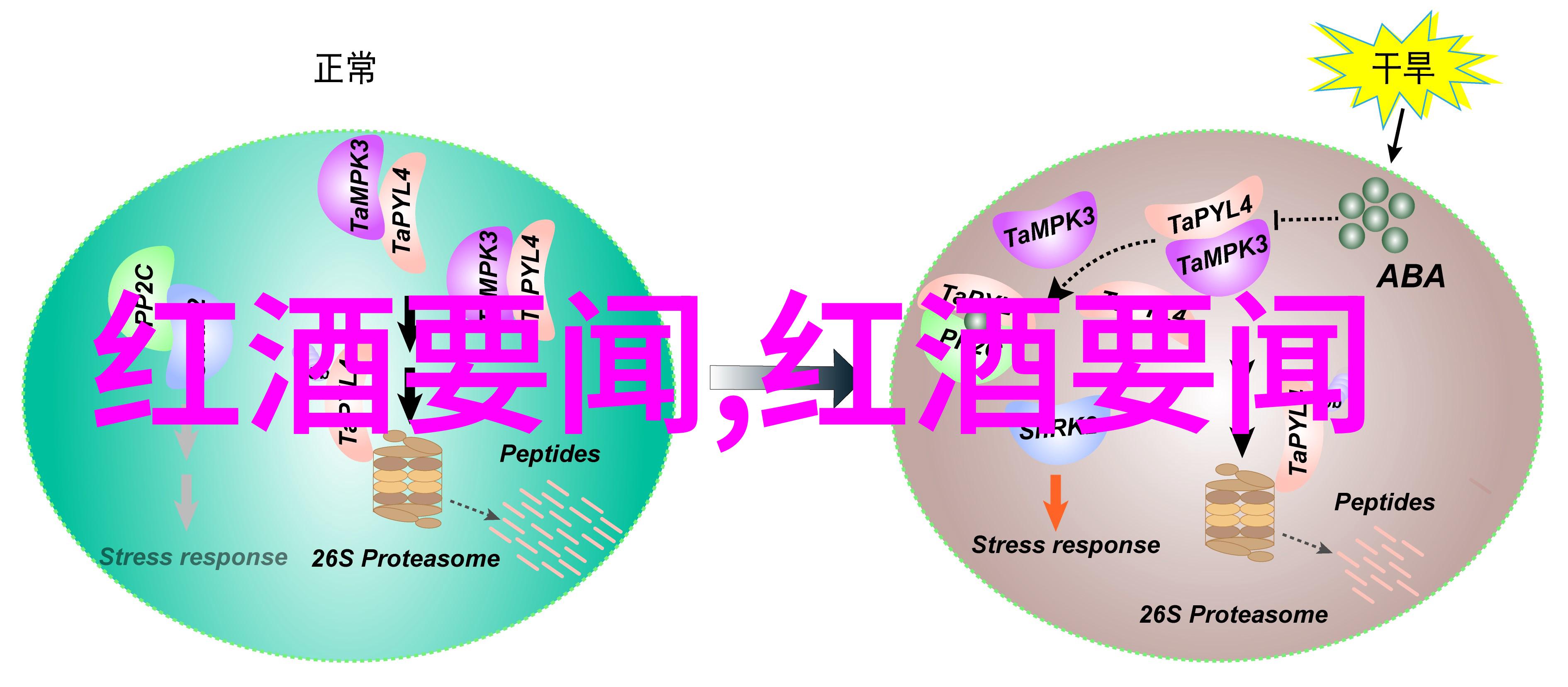 追星必备明星周边在哪个App买揭秘流行平台