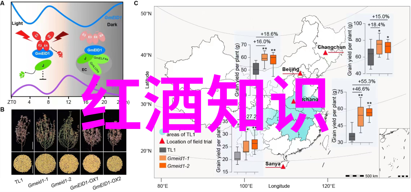 一杯红酒心情说说-醉语间的葡萄园梦