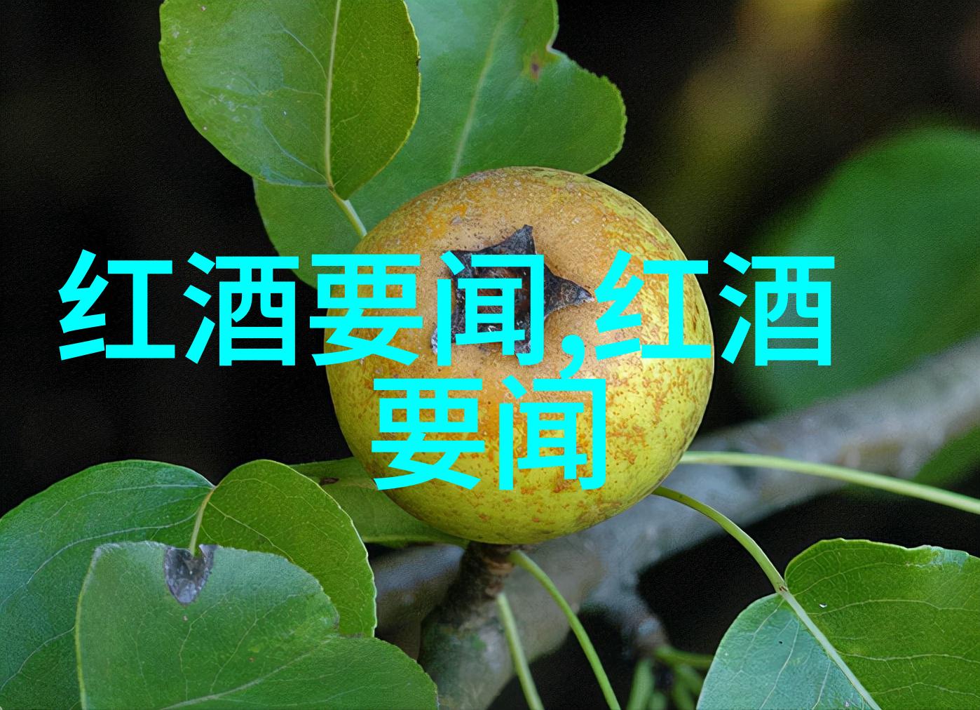 玫瑰花园中的十大美女揭秘那些心仪的红颜知己