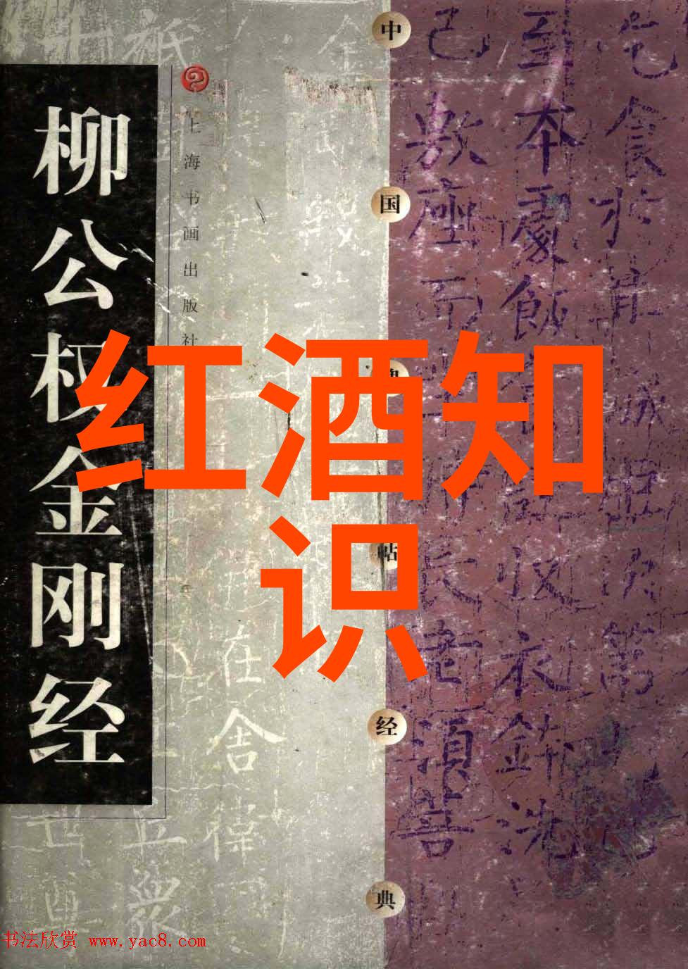 探索猫品种的多样性从耳朵到尾巴揭秘200个独特面孔