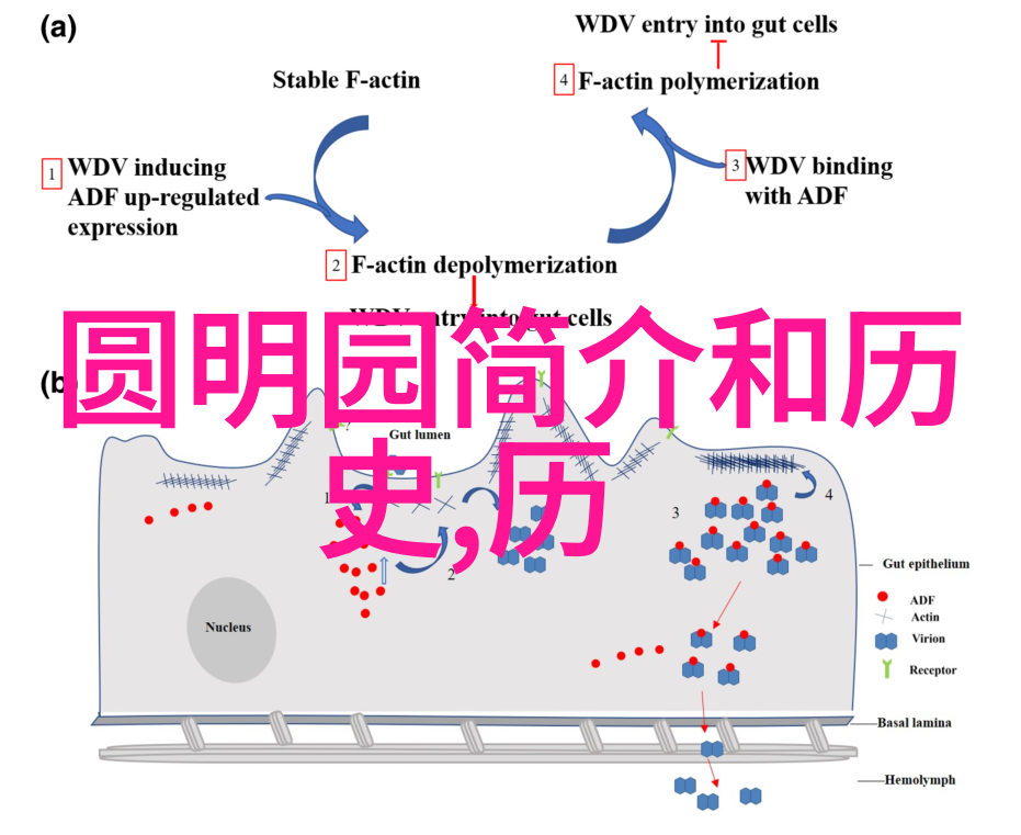 新版金银瓶1一5我都知道了这次的优惠