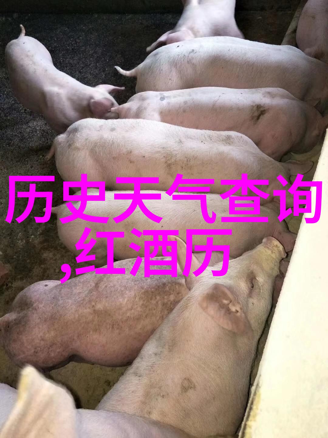 小巴黎酒庄揭秘一片神秘如同荒废之地的葡萄园踏上惊心动魄的探险之旅