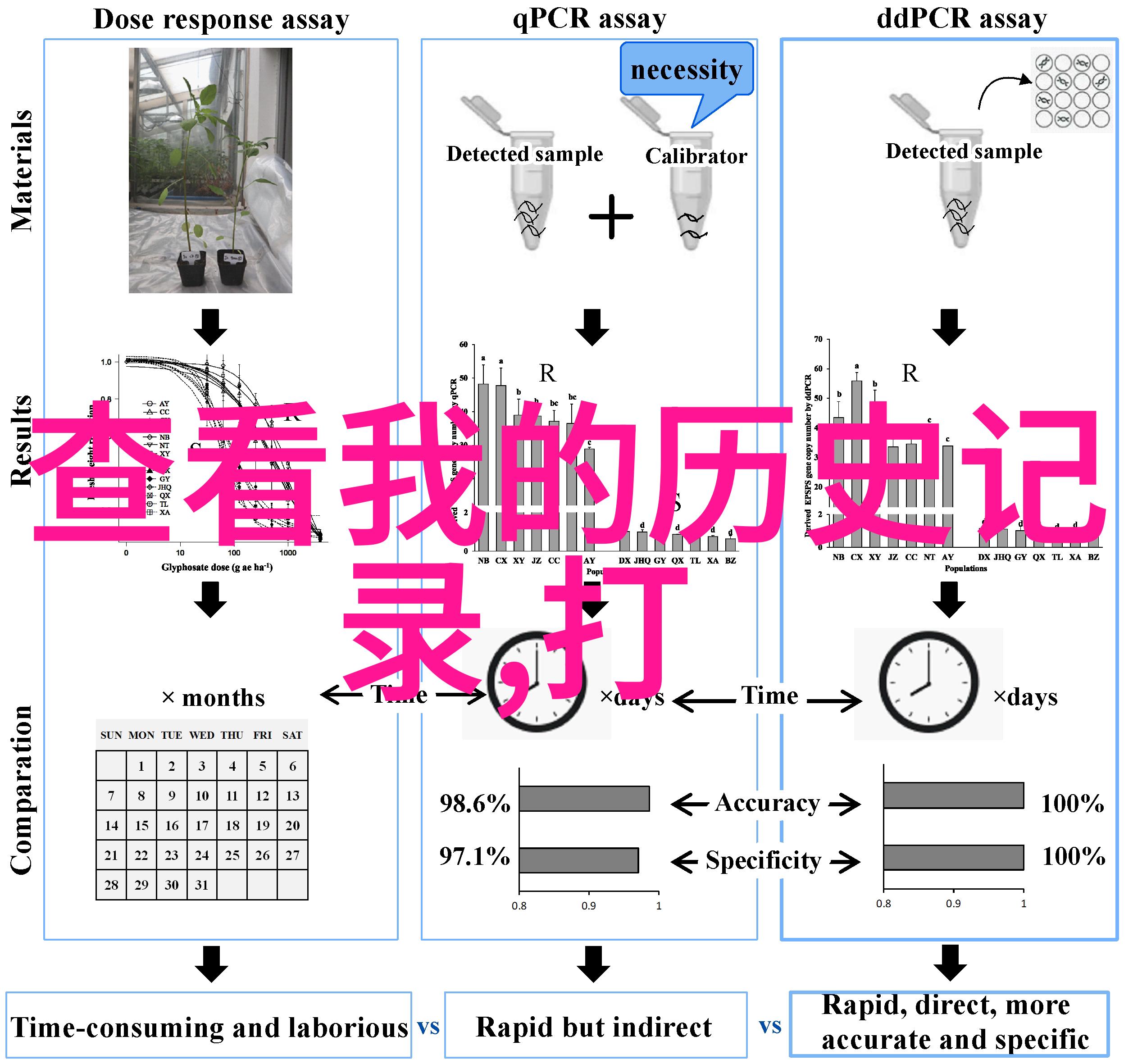 玫瑰花品种排行榜经典红玫瑰至现代混合型