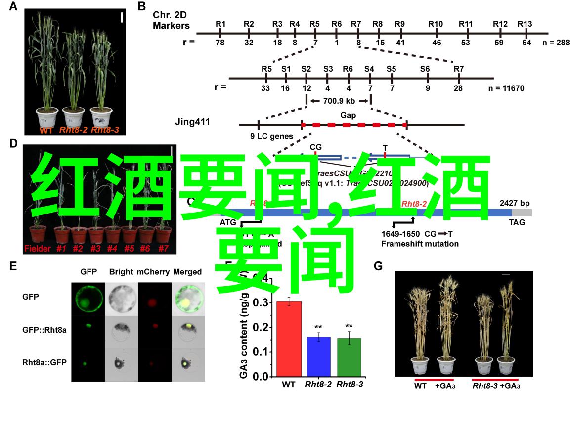 金黄玉米的多姿多彩揭秘这颗颗璀璨星辰的种类与故事