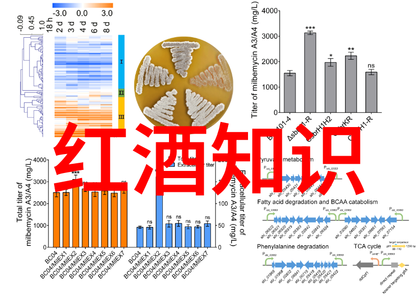 时光回溯历史的纹理与记忆的涟漪